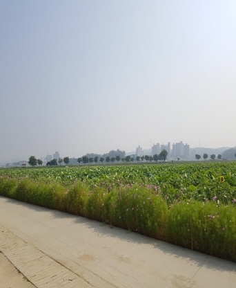 시흥시 연꽃테마파크