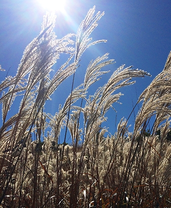 안산갈대습지공원