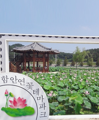 함안 연꽃테마파크