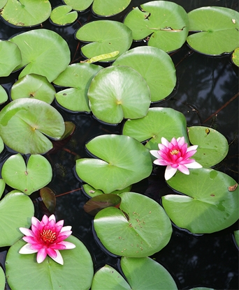 대구 운암지 수변공원