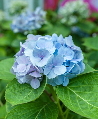 공주 유구색동수국정원