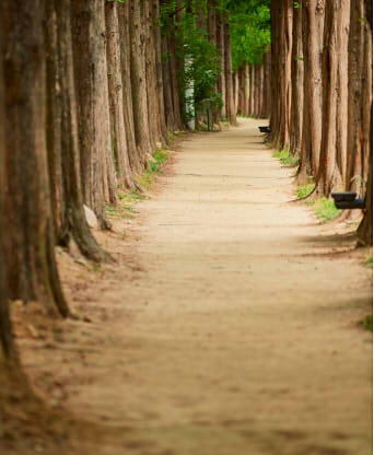 공주 메타세콰이어길