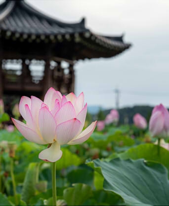 옥천 수생식물학습원