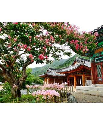 2023 영광불갑산상사화축제