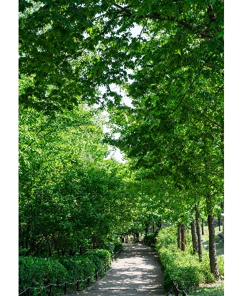 계룡 향적산 치유의 숲 